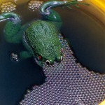 Rehabilitation for a Plastic Frog