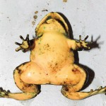 Plastic Frog Stomach