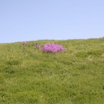 Purple Flowers Spot