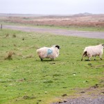 Blue Spray Sheep