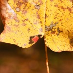 Leaf with Red Blot