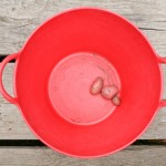 Red Potato Bucket