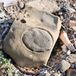 Circle Cut Coral