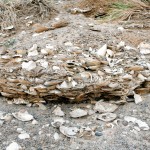 Ancient Shell Pile