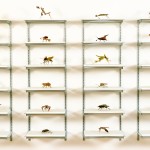 Leaf Insect Collection
