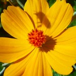 Flower with Bee Shadow