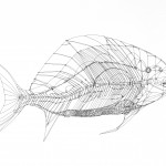 Fish Blueprint No. 34